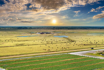 K�he in den Vereinigten Staaten. 