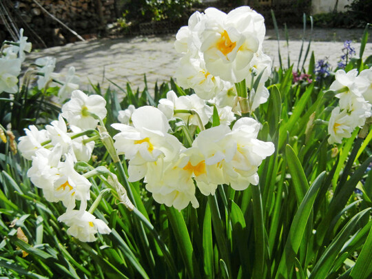 F�llige und besonders langlebige Bl�tenst�nde zeigt die beliebte Tazettensorte �Bridal Crown�.