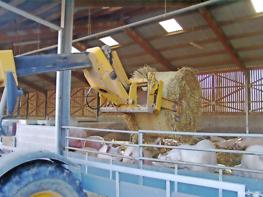 1 Die Rundballen f�r die Einstreu der Buchten werden mit einem Teleskoplader aufgeladen, transportiert und bei den Schweinen abgeladen.