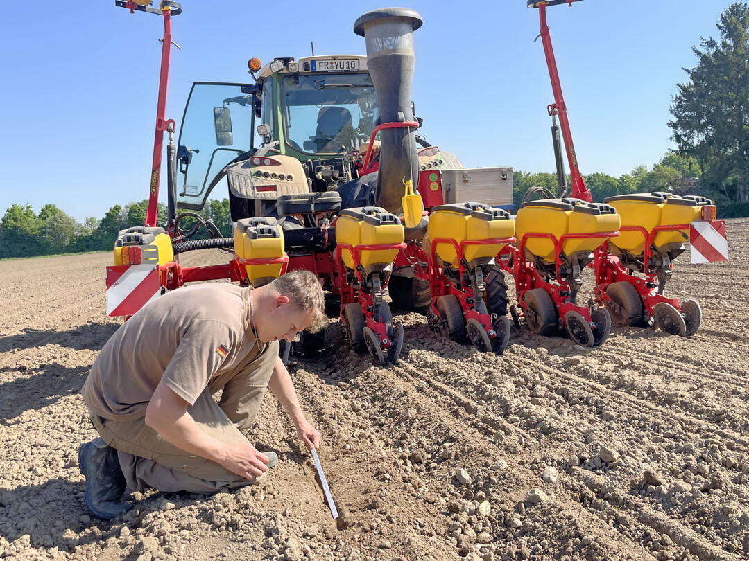Sorgfalt vor Schnelligkeit gilt bei der Maissaat. Unter dem abgelegten Korn sollte in vier bis sechs cm Tiefe der Saathorizont fest sein, sodass der Keimling Anschluss an das Bodenwasser hat. 