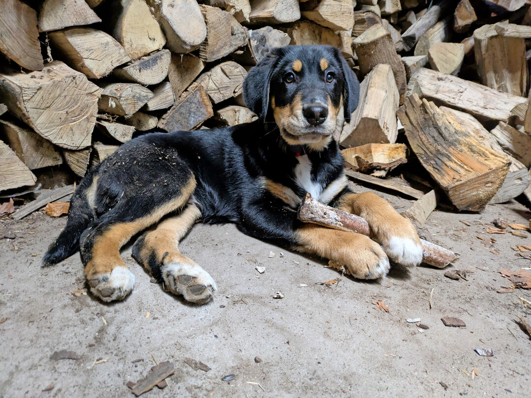 Wer sich einen Hofhund anschafft, sollte sich im Vorfeld gut informieren.