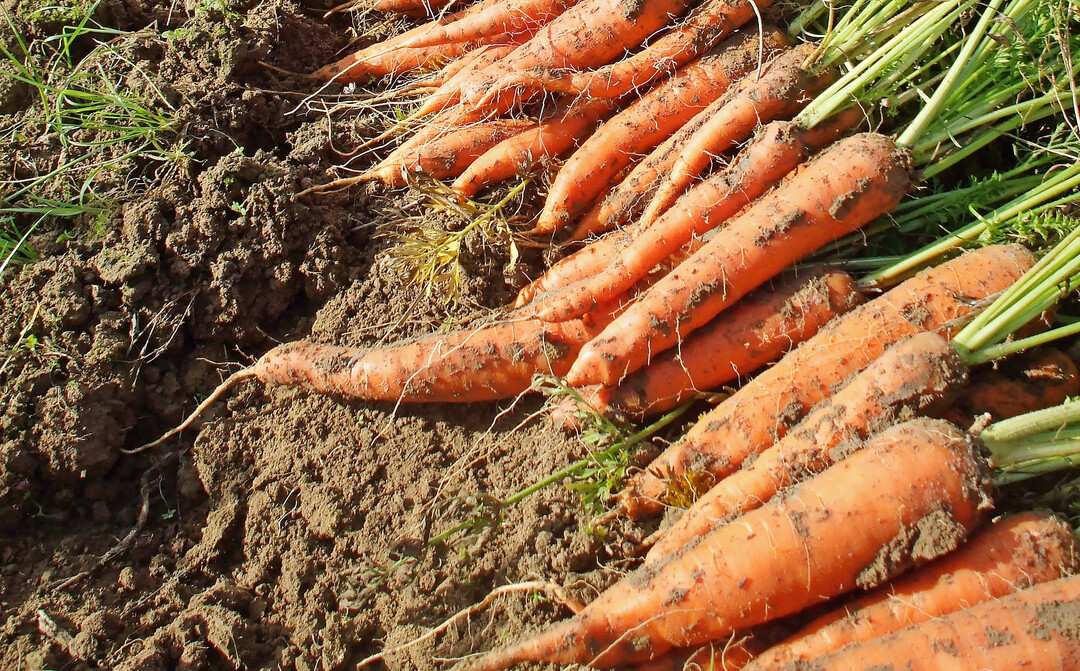 Frisch geerntete Lagerkarotten; die R�ben werden nur grob von Erde befreit und dann ungewaschen und mit gek�rztem Gr�n eingelagert.