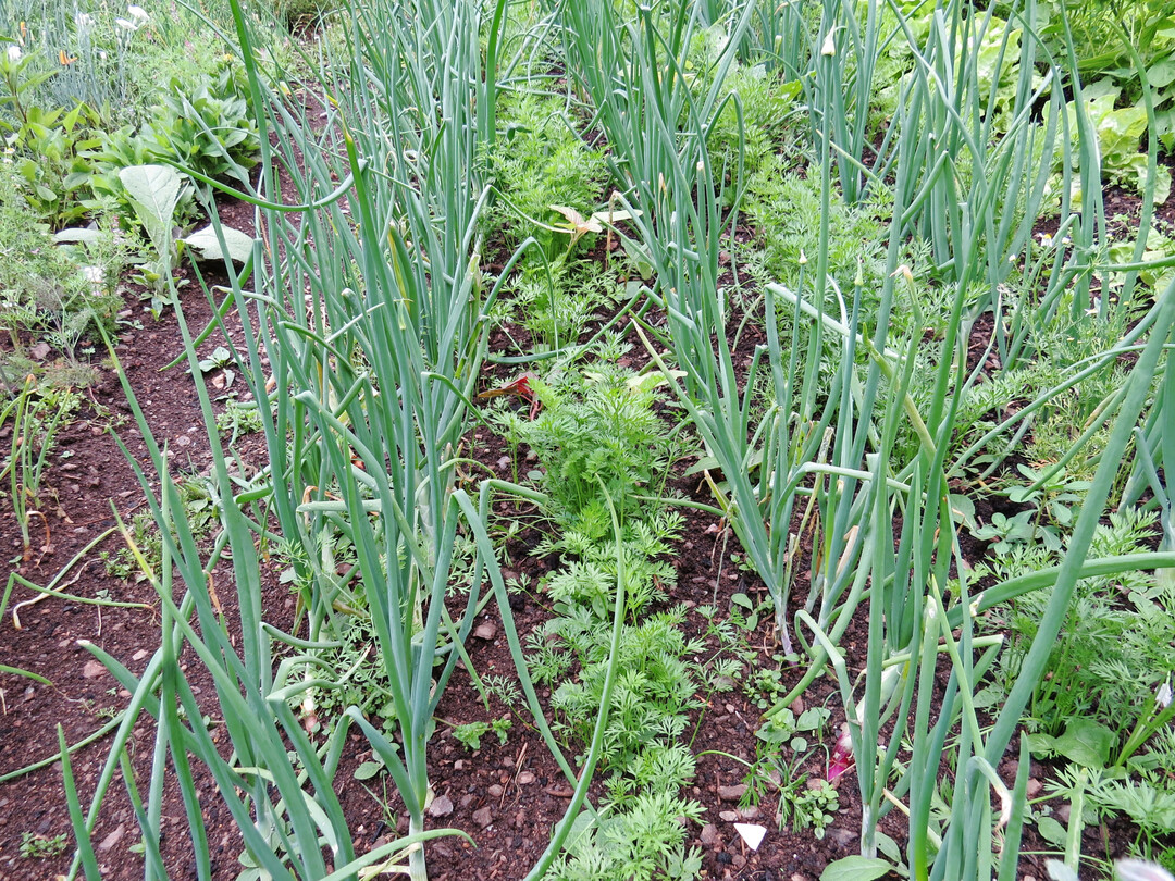 Bew�hrte Beetnachbarn: Karotten und Zwiebeln in Reihenmischkultur.