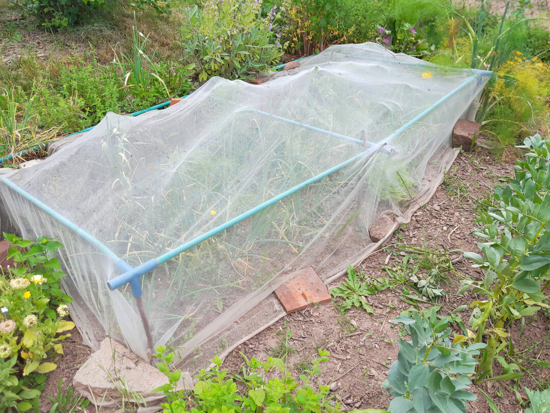 Einfache Konstruktion mit feinmaschigem Kulturschutznetz im Beet, um M�hren und Zwiebeln vor Sch�dlingen wie der M�hren- beziehungsweise Zwiebelfliege zu sch�tzen.