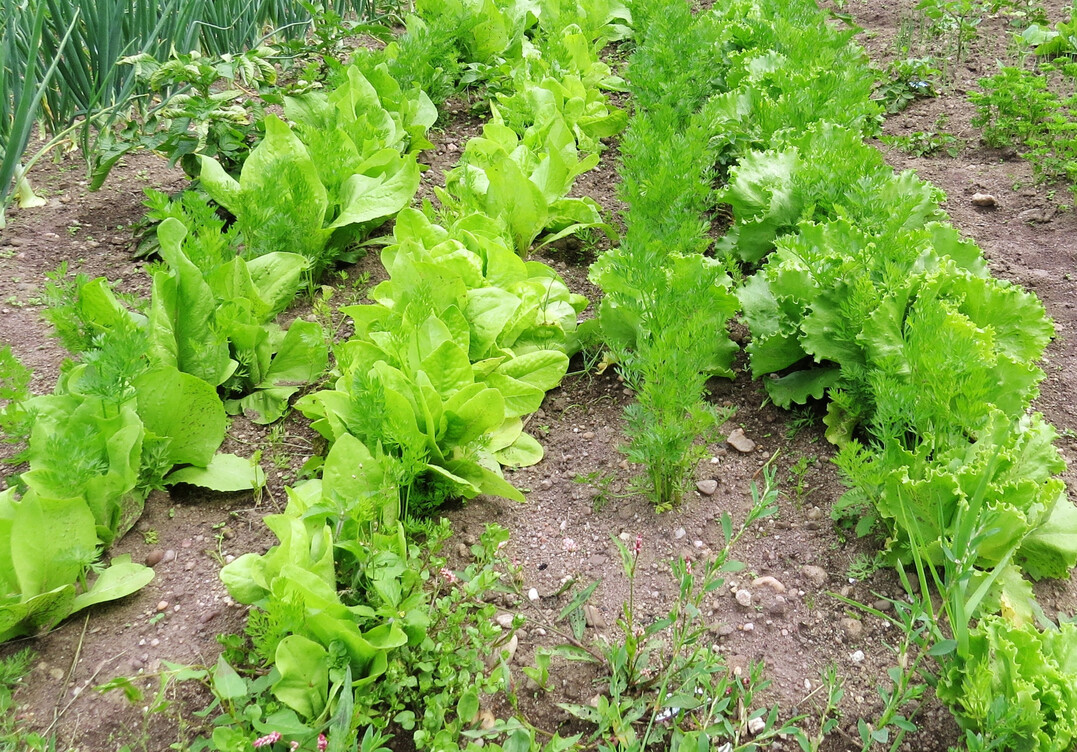 M�hre und Salat in einer Reihe gemischt: Der Salat wird nach und nach geerntet und hinterl�sst den langsamer wachsenden Karotten genug Standraum f�r die Ausbildung sch�ner Wurzeln.