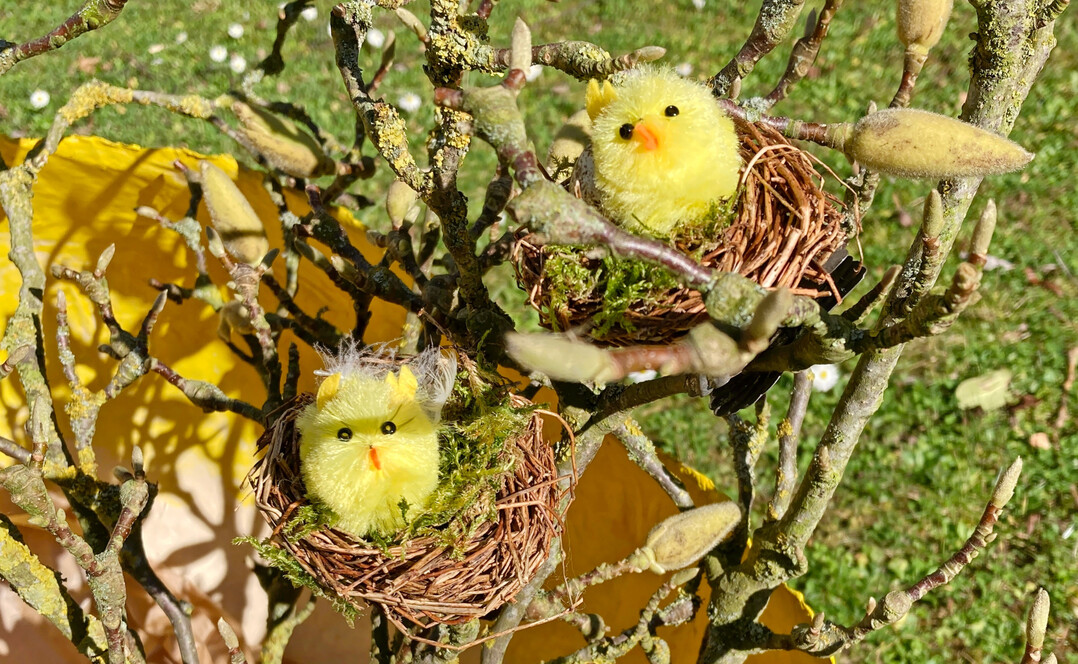 Osterdekoration muss nicht viel kosten. Diese putzigen Kükennester lassen sich mit wenigen Handgriffen schnell aus Naturmaterialien gestalten. Die kleinen Chenille-Küken gibt es für wenige Cent im österlichen Dekosortiment zu kaufen.