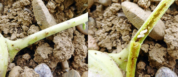 Kohlrabiknollen k�nnen von Rapsst�ngelr�sslern heimgesucht werden. H�ufiger sind es jedoch Kohltriebr�ssler, wie hier im Bild. An Fra�l�chern an Blattstielen (l.) werden Eier abgelegt. Die Larven k�nnen die Blattstiele komplett aush�hlen (r.).