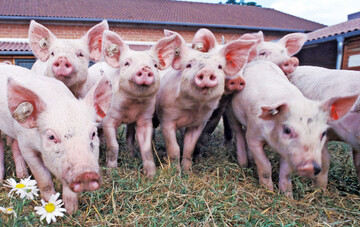 Laut der Initiative Tierwohl (ITW) nehmen rund 9.000 schweinehaltende Betriebe an der ITW teil, darunter 1.589 Ferkelaufz�chter und 1.250 Sauenhalter. 