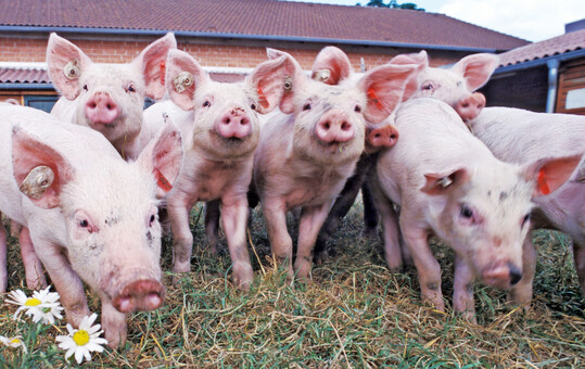 Laut der Initiative Tierwohl (ITW) nehmen rund 9.000 schweinehaltende Betriebe an der ITW teil, darunter 1.589 Ferkelaufz�chter und 1.250 Sauenhalter. 