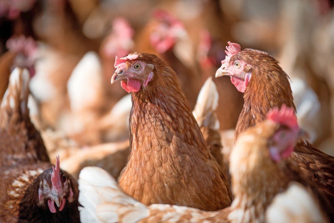 Der brandenburgischen Landkreis Dahme-Speewald und der bayerischen Landkreis M�hldorf am Inn sind erneut von der Newcastle Disease betroffen. 