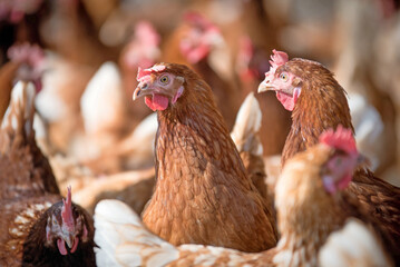 Der brandenburgischen Landkreis Dahme-Speewald und der bayerischen Landkreis M�hldorf am Inn sind erneut von der Newcastle Disease betroffen. 