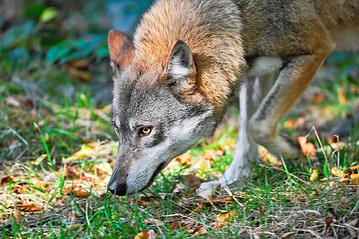In ausgewiesenen Weidegebiete soll der Schutz der Weidetiere durch die Entnahme der W�lfe sichergestellt werden. Problemw�lfe sollen entnommen werden. 