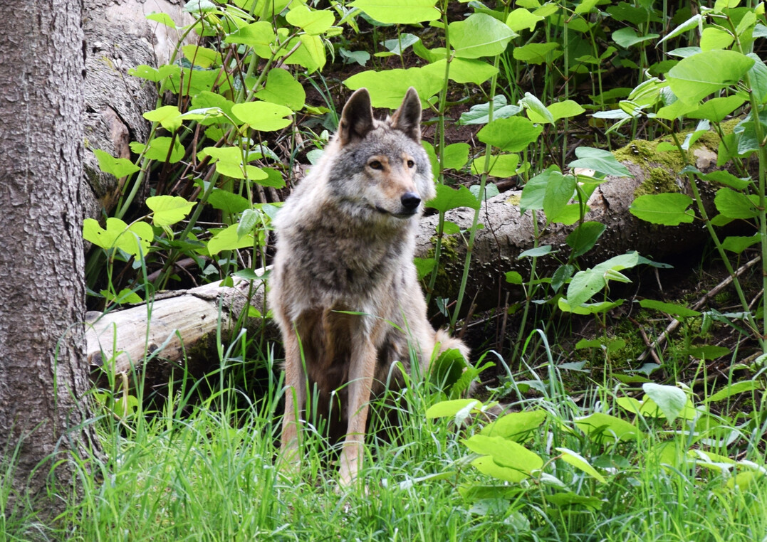 Die Wahrung der Sozialstruktur im Rudel sei wichtig, um ein Ansteigen von Nutztierrissen m�glichst zu vermeiden, betonte der Deutsche Jagdverband (DJV).