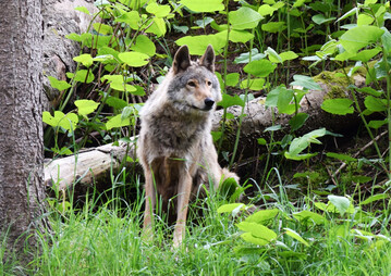 Die Wahrung der Sozialstruktur im Rudel sei wichtig, um ein Ansteigen von Nutztierrissen m�glichst zu vermeiden, betonte der Deutsche Jagdverband (DJV).