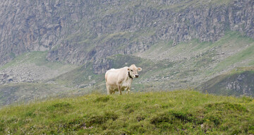Auf grenz�berschreitende Weidefl�chen m�ssen Betriebe eine Genehmigung bei der zust�ndigen Beh�rde beantragen und bestimmte tiergesundheitsrechtliche Anforderungen erf�llen.