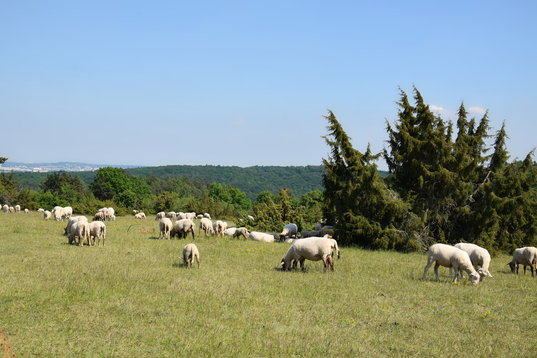 Schafherde beim Weiden auf einem Magerrasen mit Wacholder bei Aidlingen.