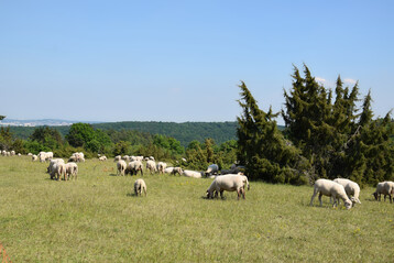 Schafherde beim Weiden auf einem Magerrasen mit Wacholder bei Aidlingen.