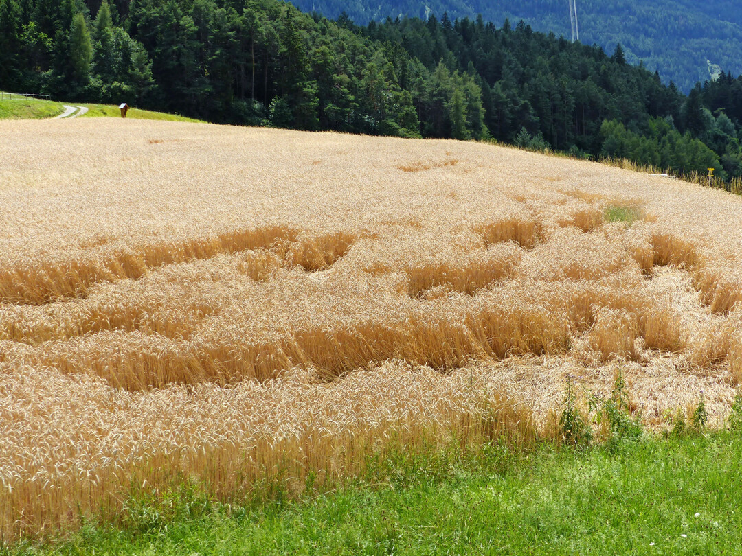 Die meisten Winterweizensorten sind sehr standfest und haben den geringsten Bedarf an Wachstumsreglern.