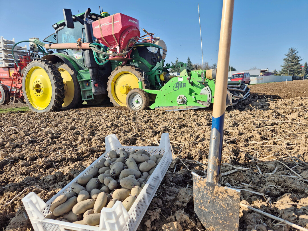 Anfang M�rz wurden in Heilbronn die ersten Fr�hkartoffeln gepflanzt.