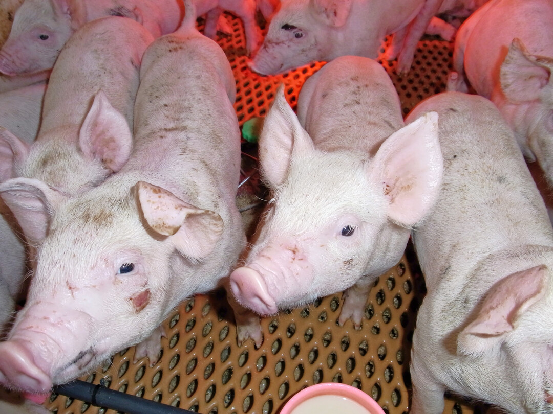 1 Ferkel benötigen genügend Kolostrum, Milch und schon früh zusätzliches Futter und Wasser, um sich gesund entwickeln zu können – einer der Diskussionspunkte auf der Fachtagung von German Genetic und der Besamungsunion Schwein.