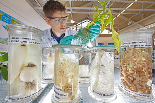 Ein Forscher pr�ft die Wirksamkeit einer Fungizidbehandlung an jungen Weinreben in einem Pflanzenschutzlabor der Zentrale der Division Crop Science von Bayer in Monheim am Rhein.