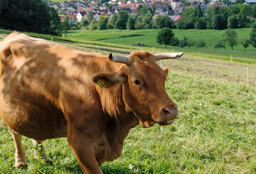 Zur Erhaltung gef�hrdeter Nutztierrassen, wie dem Limpurger Rind, gibt es F�rderungen aus dem Programm FAKT II. 