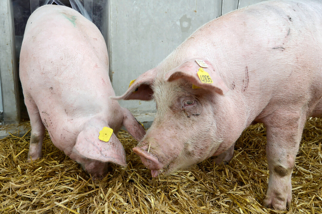 1 Ein wachsender Teil der Bev�lkerung w�nscht sich die Haltung von Schweinen auf Stroh � f�r die Halter der Tiere bedeutet das eine Herausforderung.