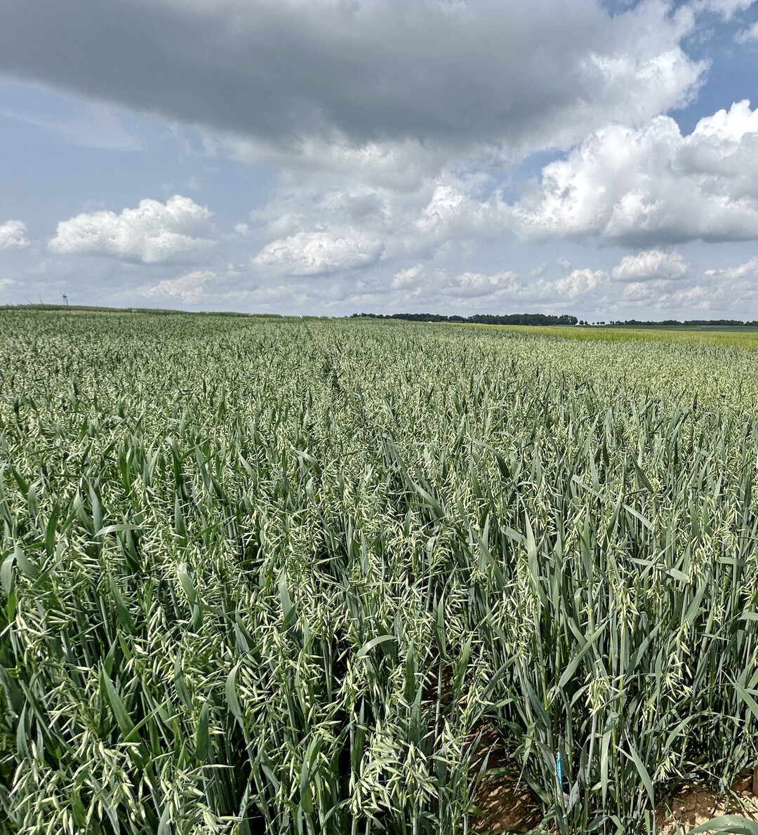 Mit 54 dt/ha lag der Durchschnittsertrag deutlich über dem Vorjahresergebnis (44 dt/ha) und mehr als 6 dt/ha über dem Zehnjahresmittel.