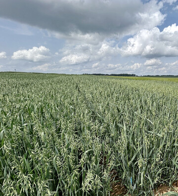 Mit 54 dt/ha lag der Durchschnittsertrag deutlich �ber dem Vorjahresergebnis (44 dt/ha) und mehr als 6 dt/ha �ber dem Zehnjahresmittel. 