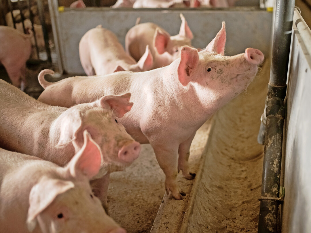 Die Schweinehalter im S�dwesten stehen unter Druck. Um den Strukturwandel zu stoppen, sind neue Absatzwege f�r die Tiere gefragt.