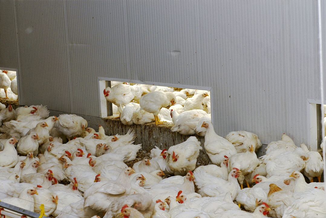 Nachdem die Newcastle-Krankheit 30 Jahre lang nicht aufgetreten ist, gibt es in Deutschland nun gleich mehrere F�lle der anzeigepflichtigen Tierseuche.