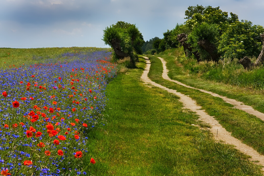 Wie effizient sind bestäuberfreundlicher Maßnahmen in der Landwirtschaft in Baden-Württemberg? Danach fragt eine Masterarbeit an der Albert-Ludwigs-Universität in Freiburg.