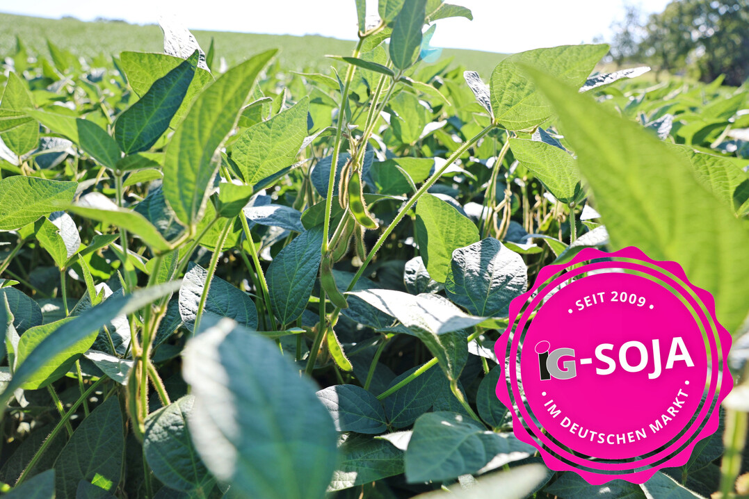 Die Sojabohne Arietta soll eine gute Standfestigkeit haben.