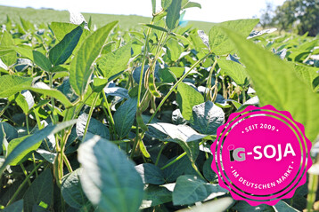 Die Sojabohne Arietta soll eine gute Standfestigkeit haben.