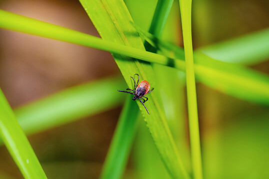 Zecken warten an Gr�sern und B�schen, um sich von vorbeikommenden Tieren und Menschen abstreifen zu lassen.