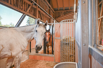 1 In sogenannten Sozialboxen k�nnen die Pferde durch die senkrechten St�be miteinander ihr Fell kraulen oder spielen.