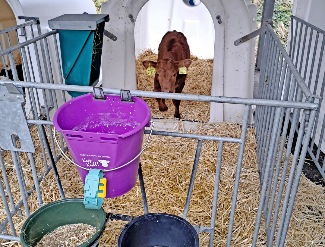 Neben den günstigen Effekten auf die Entwicklung und das Wachstum wirken sich Raufutterkomponenten auch positiv auf das Verhalten und Wohlergehen der Jungtiere aus.