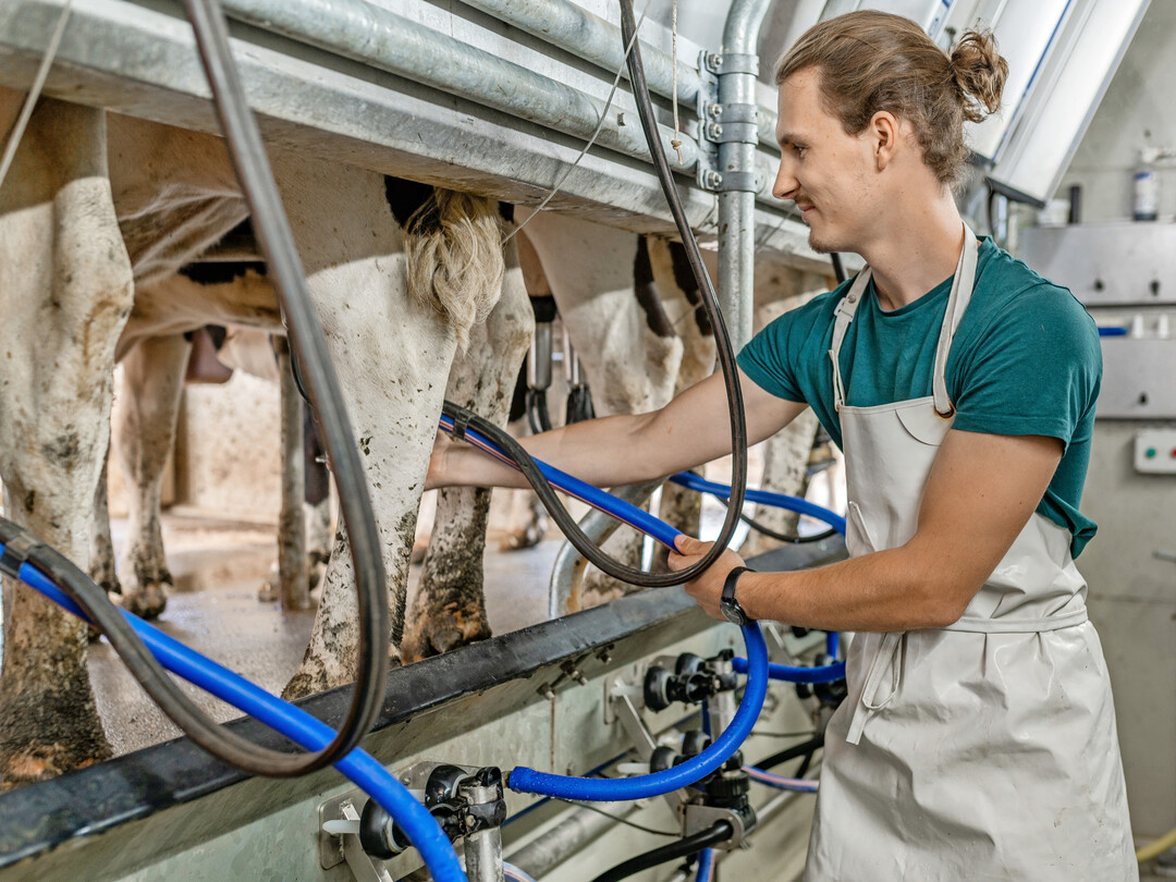 Das Melkzeug sollte sorgf�ltig positioniert werden: Zitzenbecher senkrecht unter den Zitzen, Zitzengummis und Schl�uche nicht verdreht.
