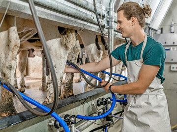 Das Melkzeug sollte sorgf�ltig positioniert werden: Zitzenbecher senkrecht unter den Zitzen, Zitzengummis und Schl�uche nicht verdreht.