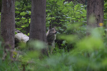 Der Bundesratwird in seiner Sitzung am 27. M�rz wahrscheinlich dem Gesetz zustimmen.