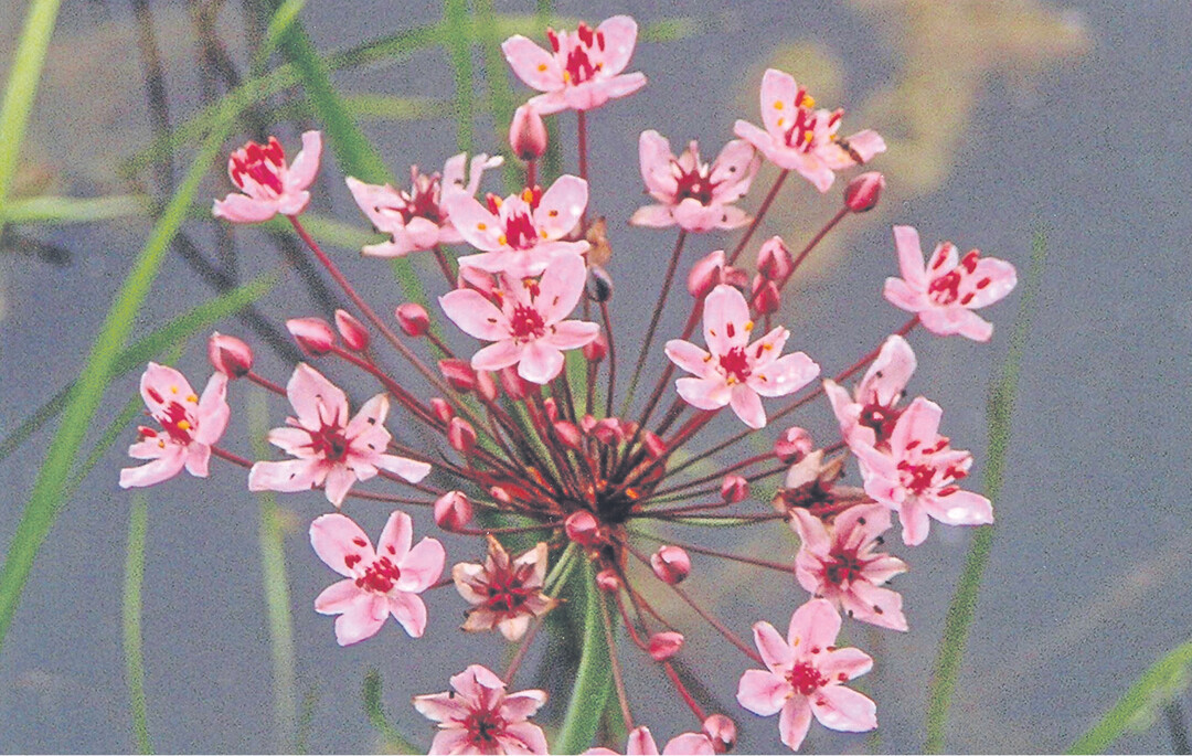 Die Schwanenblume w�chst in Uferr�hrichten stehender bis langsam flie�ender Gew�sser. Die Ausbreitung erfolgt durch das Wasser, das entweder die Samen oder die Brutknospen zu neuen Ufern tr�gt. Dort wurzeln sie im Schlamm. Das Rhizom der Schwanenblume enth�lt bis zu 60 Prozent St�rke und ist essbar. Fr�her wurden Wurzelstock und Samen als Heilmittel verwendet. Innerlich eingenommen sollen sie gegen Wassersucht helfen. �u�erlich angewendet galt die Schwanenblume als aufl�sendes, k�hlendes und erweichendes Mittel.