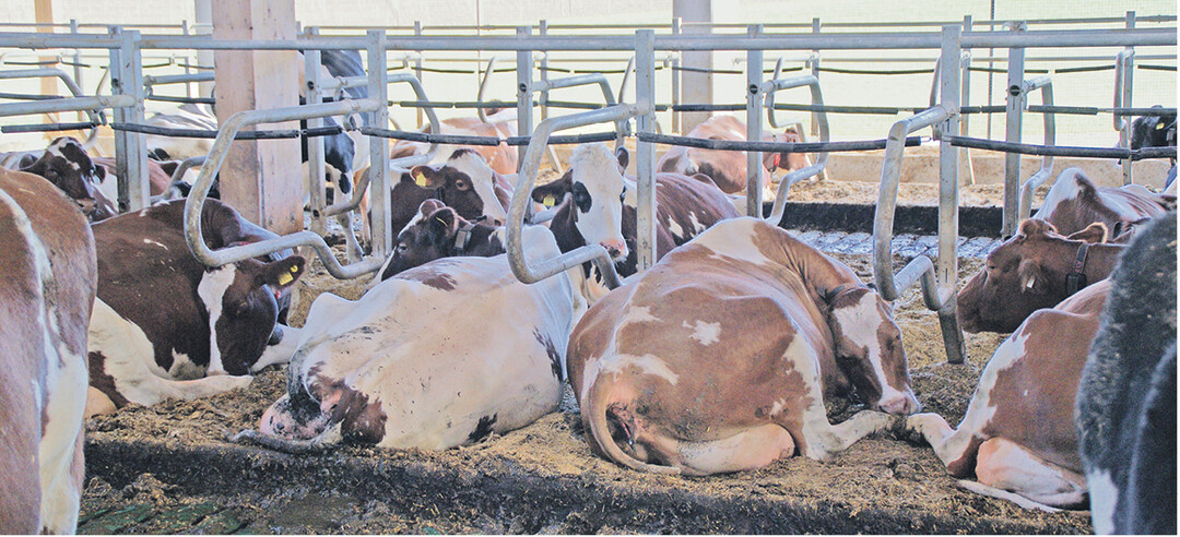 Liegeboxen m�ssen so gestaltet sein, dass K�he nirgends anschlagen.Die Sicht der K�he sollte auch beim Liegen frei sein.