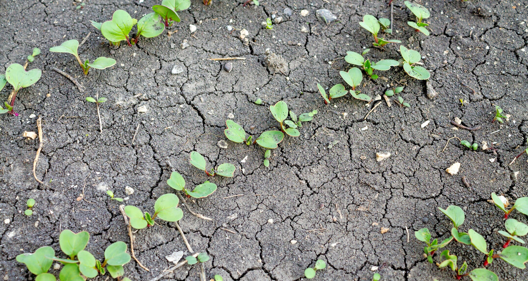 Der wissenschaftliche EU-Beirat zum Klimawandel kritisiert die Anreize für treibhausgasintensivste Praktiken: die Tierhaltung und die Direktzahlungen.