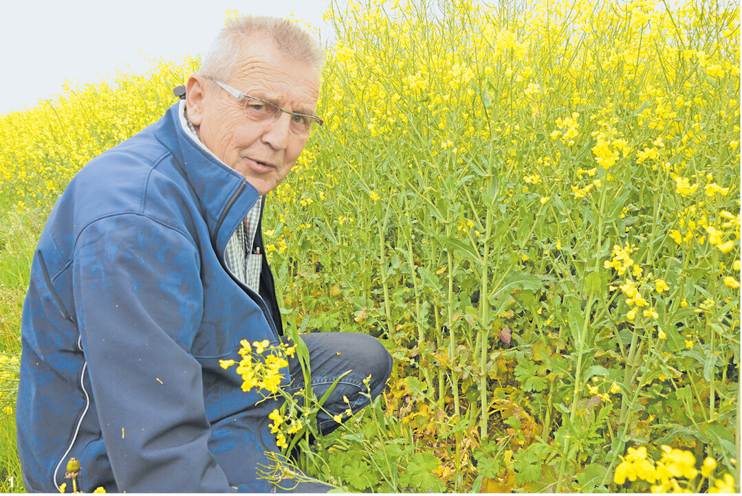 Karl-Heinz Pfeffer zeigt, wie sich der einzelkornges�te Raps im Fr�hling entwickelt hat. Man sieht deutlich die dickeren St�ngel und den regelm��igen Abstand der Pflanzen.