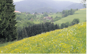 Auf vielen Wiesen war in diesem Fr�hjahr ein massenhaftes Auftreten von Hahnenfu� zu beobachten.