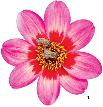 Einfach blühende Dahlien dienen als exzellente Bienenweide.