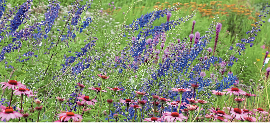 Astern, Rudbeckien und Sonnenbr�ute bieten sich als optimale Partner an und sorgen f�r ein pr�chtiges Farbzusammenspiel.