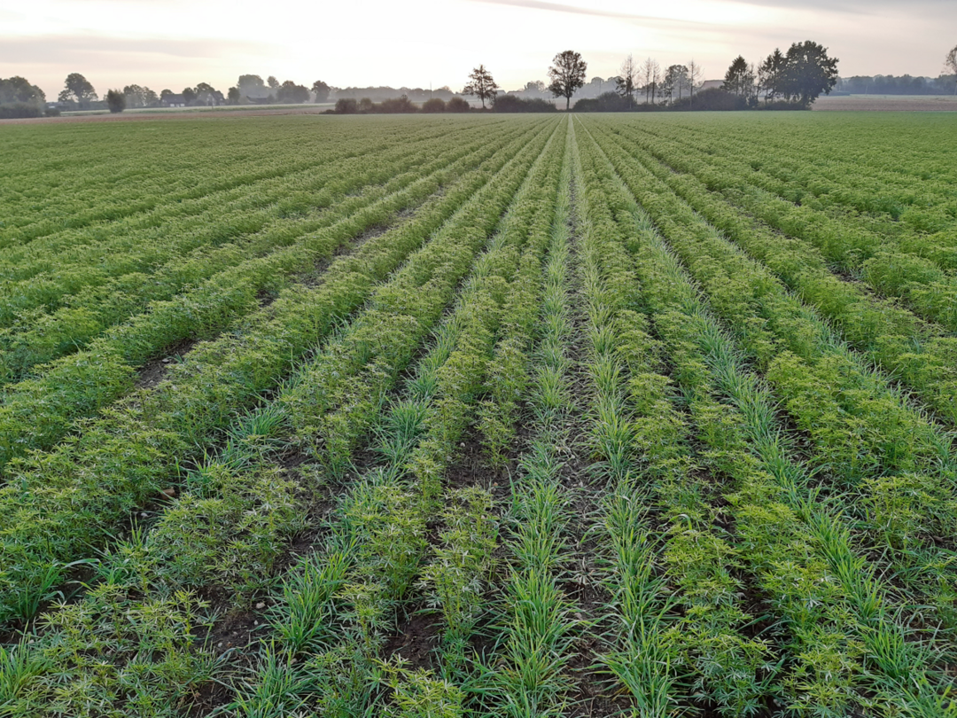 Auf dem Bild sind Lupine und Grünroggen in Streifensaat zu sehen.