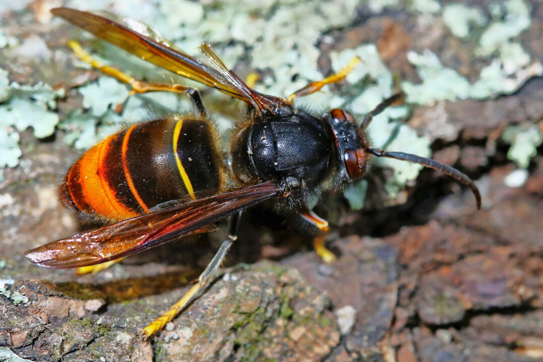 1 Die asiatische Hornisse ist in Baden-W�rttemberg heimisch geworden. Das gefr��ige und oft aggressive Tier wird immer �fters zum Problem. Besonders f�r heimische Bienen und Hummeln.