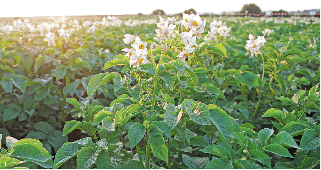 Aktuell kann die Bio-Kartoffelproduktion in Deutschland die Nachfrage nicht decken.